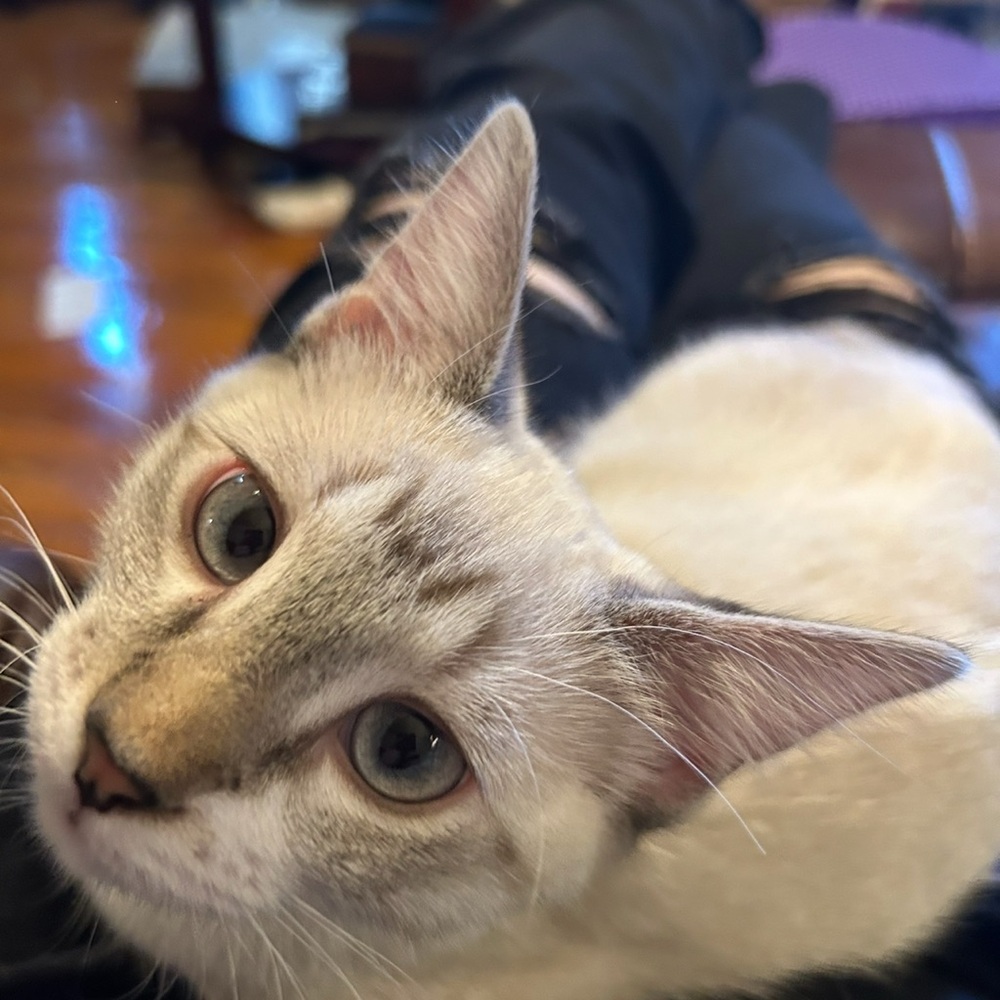 Meet Winter!!! The lilac point Siamese mix